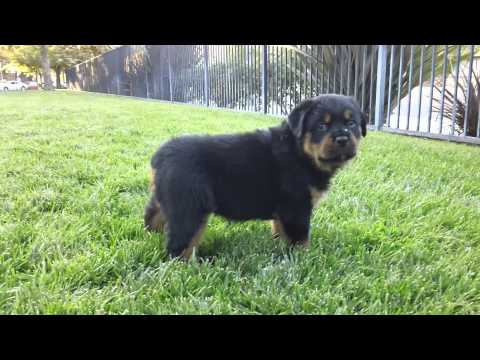 rottweiler