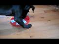 videos de Gus Puzzle 1