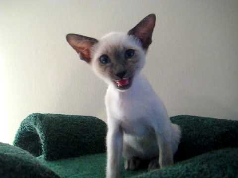 SIAMESE