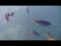 Whitsundays Snorkling Part.3