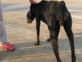 Protectia animalelor - Caine otravit  la Rm Valcea