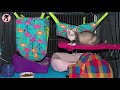 Ferret Video - Short Overview on Ferret Care