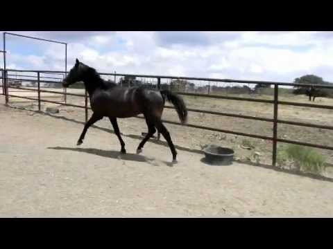 how to treat equine proud flesh