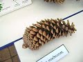 EstrobiloS de pinos EstrobiloS de pinos