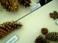 videos de EstrobiloS de pinos