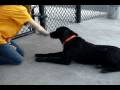 Rasta 5967809 Humane Society Colorado
