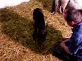 Morjor Puffin foaling at the Fairytail Stud in Derbyshire
