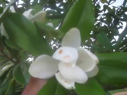 how to transplant southern magnolia tree