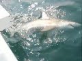 Wrightsville Beach Shark Fishing