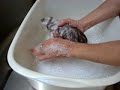BooFooWoo Kitten shampoo a1
