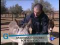 videos de Apadrina a un burrito