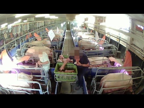 Skandal in Brandenburg: Hier werden Ferkel auf dem Bo ...