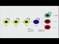 Lessons Learned From 24 Completely Sequenced AML Genomes - Timothy Ley