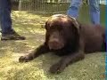 PROGRAMA PET E CIA - Cão da raça Labrador PROGRAMA PET E CIA - Cão da raça Labrador