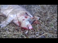 804lb Wild Hog vs. 50 cal Desert Eagle