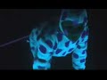 Psychomagic Video Dinosauro