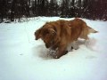 Cassidy can't decide if she'd rather dig the ball out or bury it!