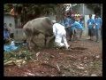 Korban Sapi Qurban