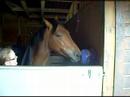 bonita licking her licket for the first time in her stable bonita licking her licket for the first time in her stable