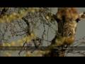 Trees attract and repel giraffe
