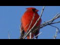 cardinal sighting 1-27-08 cardinal sighting 1-27-08