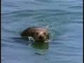 Sea Otter Sea Otter