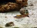Blue Spiny Reef Lobster vs Snail