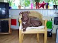 Odw-Pitbulls