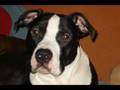 Odw-Pitbulls
