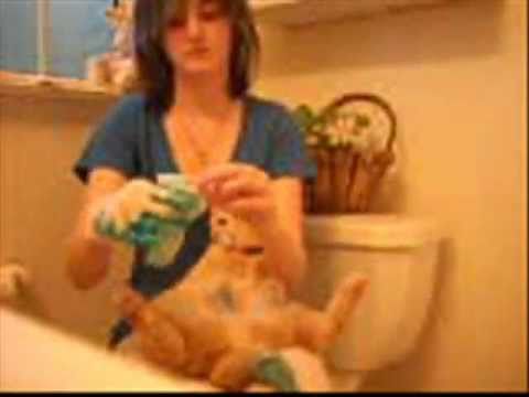 how to whiten cat fur