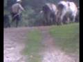 AI VIENEN LAS VACAS !!!!!!!!(CAN,CAN,CAN)