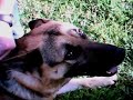 Jungle Jim Dog Bite