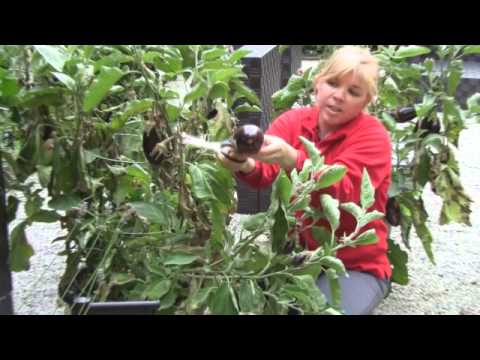 how to harvest eggplant