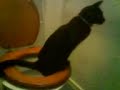 my  mad cat