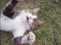 Micko se igra Micko se igra