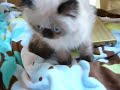 Himalayan kitten Part 1