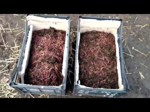 выращивание червей для рыбаков как бизнес выращивание червей для рыбаков как бизнес