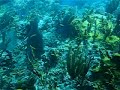Molasses Reef is a spectacular Florida Keys Reef Molasses Reef is a spectacular Florida Keys Reef