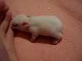 Baby bunny 5 1/2 days old-- Casio video