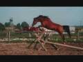 videos de chevaux.wmv