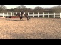 School Mistress 16'2 Dutch Warmblood for sale
