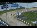 Greyhound falls but wins the race