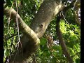 Kakamega Rain Forest part 1 of 6 Battle for survival