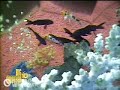 BB10 - Ollie and April have sex under covers - 7.23