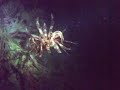 A Swimming Crinoid / Sea Lily A Swimming Crinoid / Sea Lily