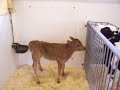 Nancy Today: Calf barn at the experimental farm Nancy Today: Calf barn at the experimental farm