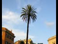 was es noch so sch�nes in rom gibt.
bella roma - gesehen von thilo
am interessantesten ist es, zu fu� durch diese stadt zu streifen. dabei kann man am besten ihre kultur, alle sch�nheiten und ihr pulsierendes leben aufnehmen. gew�hnungsbed�rftig ist nur der lebhafte verkehr, der scheinbar ohne viele regeln zu funktionieren scheint. kirchen und alte bauwerke, lange einkaufsstra�en und unterschiedlichste pl�tze mit ihren cafes und bars warten darauf, entdeckt zu werden.   ( pause -  ende teil 1 )
sich von diesem alltag der stadt treiben zu lassen und die seitenstrassen zu erkunden ist der beste und sch�nste weg, etwas �ber das r�mische leben zu erfahren, denn gerade die orte, die nicht auf jeder karte zu finden sind machen die sch�nheit und den reiz der stadt aus. denn rom wird nicht nur die ewige stadt genannt, sie begreift sich auch so: unver�nderbar und unverbesserlich in ihrer tr�gen sch�nheit und voller leben. 

die piazza navona ist einer der charakteristischen pl�tze des barocken rom. urspr�nglich stand an dieser stelle ein stadion. im mittelalter wurden nach und nach h�user in die unterbauten der stadiontrib�nen eingebaut, die arena wurde zu einem platz, der f�r pferderennen und als markt genutzt wurde. zu allen anderen zeiten tummeln sich hier k�nstler, zeichner, karikaturisten, artisten und h�ndler. heute ist der platz besonders bei touristen beliebt. in der n�he liegen u. a. das pantheon und der trevi-brunnen. ( pause -  ende teil 1 )
bernini schuf 1649 in der mitte des platzes den vierstr�mebrunnen. vier kolossale m�nnliche figuren symbolisieren die gr��ten str�me der damals bekannten vier kontinente (donau, nil, ganges und r�o de la plata).    ( pause -  ende teil 2 )
der platz besitzt zwei weitere brunnen, die fontana del moro im s�den und neptunbrunnen im norden. das zusammenspiel mit dem skulpturalen brunnen und der weitr�umigen platzanlage verschmelzen zu einem der sch�nsten ensembles italienischer stadtbaukunst.

die spanische treppe vor dem bau der treppe wurde der wild bewachsene abhang, der von der kirche santa trinit� dei monti zur piazza di spagna hinabf�hrte, als unpassender abschluss des inzwischen bebauten stadtgebietes empfunden. die piazza spagna bezog ihre bedeutung vor allem von der spanischen botschaft beim vatikan, die hier ihren sitz hatte. der platz vor der spanischen botschaft war spanisches hoheitsgebiet, und jeder ausl�nder, der sich dort ohne genehmigung aufhielt, konnte zum dienst in der spanischen armee verpflichtet werden. auch ein asylrecht gegen�ber dem vatikan konnte hier gew�hrt werden. daher kommt auch der name.
die spanische treppe ist eine der bekanntesten sehensw�rdigkeiten roms. sie gilt auch als beliebter treffpunkt f�r junge r�mer und touristen.

die fontana di trevi, ist der bekannteste brunnen roms und einer der bekanntesten brunnen der welt. der trevi-brunnen ist der gr��te und anspruchsvollste barocke brunnen der stadt. er steht am endpunkt des aqu�dukts aqua vergine, der seit dem jahr 19 v. chr. das antike rom mit wasser versorgt hatte. er ist nach dem vorbild einer schauspielb�hne aufgebaut. er bezieht seinen namen von dem umstand, dass er im r�mischen stadtteil trevi steht.
( pause -  ende teil 1 )
in der mitte des brunnens sieht man den meeresgott okeanos, der auf einem wagen stehend zwei pferde am z�gel h�lt. eines ist ruhig, das andere feurig. die beiden r�sser symbolisieren die gegens�tzlichen temperamente des meeres. die statuen stellen die tugenden dar. 
seitlich von okeanos befindet sich rechts die statue der gesundheit und links die des �berflusses. dar�ber sind die darstellungen der jungfrau, die den soldaten die quelle zeigt, und agrippas der den plan des aqu�dukts gut heisst, zu sehen. ( pause -  ende teil 2 )
wer die fontana di trevi nur aus dem fellini-film 