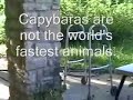 Caplin Rous, the Working Capybara