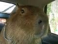 Caplin Rous, the Working Capybara