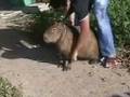Caplin Rous, the Working Capybara